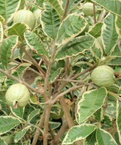 bibit buah jambu biji variegata tinggi 50cm Sumatra Barat