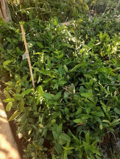 Bibit Buah Jambu Citra Okulasi Tambulapot Flores Timur