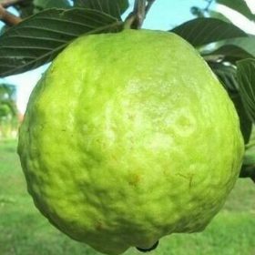 Bibit Buah Jambu Cristal Cangkok Berbunga Sumbawa Barat