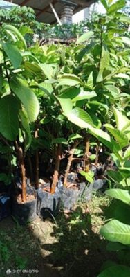Bibit Buah Jambu Crystal Merah Fsfr Polibag Hasil Cangkok Kudus
