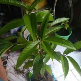 Bibit Buah Jambu Darsono Okulasi Tarakan