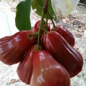 Bibit Buah Jambu DarsonoJamaika Tabulapot Langkat