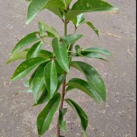 Bibit Buah Jambu Jamaika Dersono Kolaka Utara