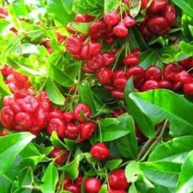 Bibit Buah Jambu Kancing Rajin Berbuah Prabumulih