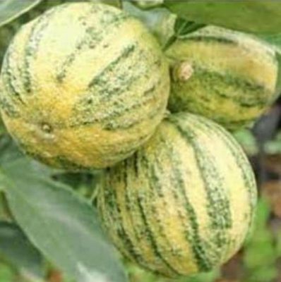 Bibit Buah Jambu Krikil Varigata Bekasi