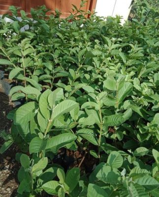 Bibit Buah Jambu Kristall Super Jumbo Bisa Berbuah Dalam Pesawaran