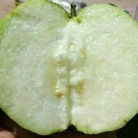 Bibit Buah Jambu Siumik Pala Murah Puncak Jaya