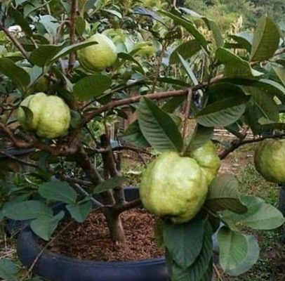 Bibit Buah Jambu Siumik Poso