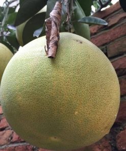 bibit buah jeruk bali jeruk keprok okulasi Banten