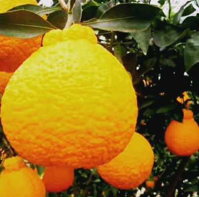 Bibit Buah Jeruk Dekopon Berkualitas Konco Tani Tanaman Murah Hulu Sungai Utara