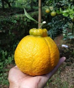 bibit buah jeruk dekopon pohon jeruk murah cepat berbuah Pariaman