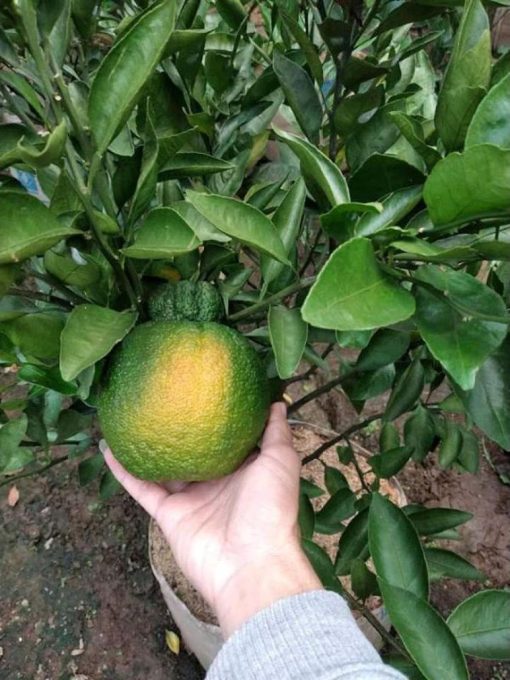 bibit buah jeruk dekopon pohon jeruk murah cepat berbuah Sulawesi Selatan