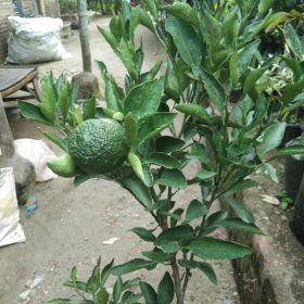 Bibit Buah Jeruk Dijamin Berbuah Dekopon Okulasi Sumbawa
