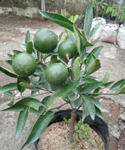 Bibit Buah Jeruk Dijamin Berbuah Mandarin Okulasi Lombok Timur