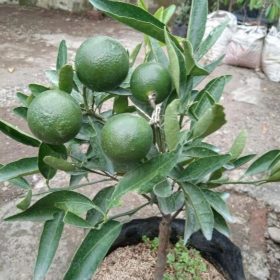 Bibit Buah Jeruk Dijamin Berbuah Mandarin Okulasi Lombok Timur