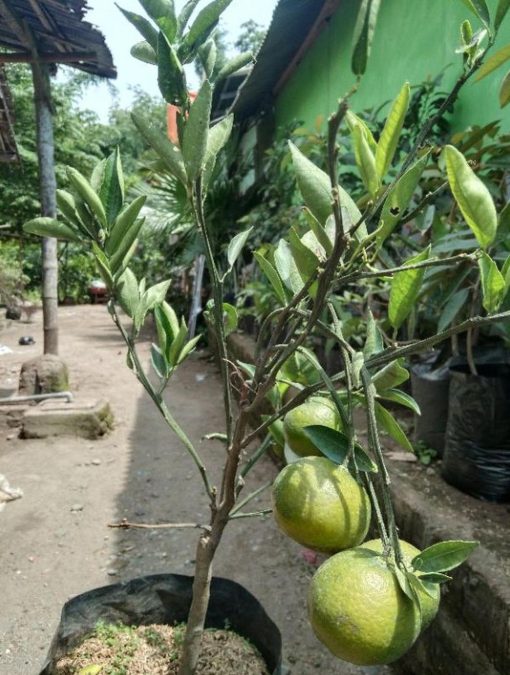 Bibit Buah Jeruk Dijamin Berbuah Mandarin Okulasi Tangerang Selatan