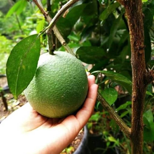 bibit buah jeruk keprok batu 55 manis okulasi Kepulauan Riau