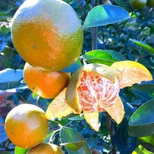 bibit buah jeruk keprok siam Sumatra Utara