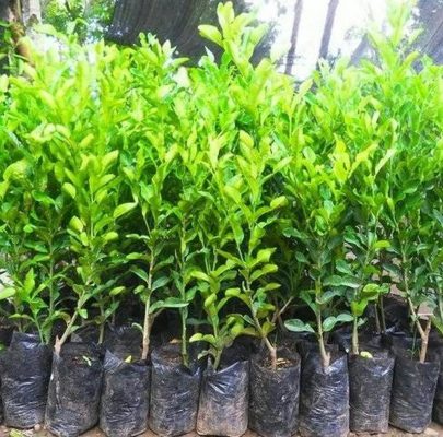 Bibit Buah Jeruk Limau Sambel Keadaan Berbuah Dan Berbunga Sumbawa