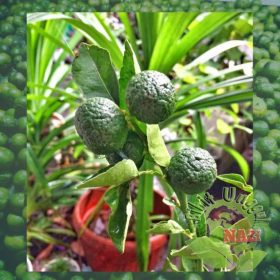 Bibit Buah Jeruk LimauSambal Super Genjah Tabulampot Kendari