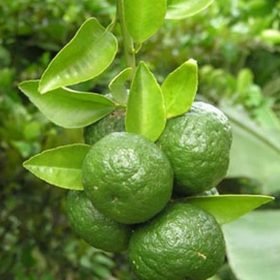 Bibit Buah Jeruk Limo Berbuah Jambi