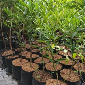 bibit buah jeruk nagami Riau