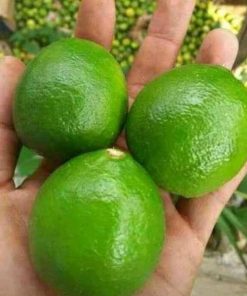 bibit buah jeruk nipis jumbo berkualitas hasil okulasi Gorontalo