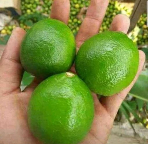 bibit buah jeruk nipis jumbo berkualitas hasil okulasi Gorontalo