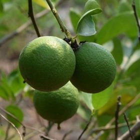 bibit buah jeruk nipis jumbo Bima