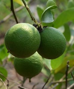 bibit buah jeruk nipis jumbo Mataram