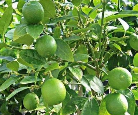 Bibit Buah Jeruk Nipis Unggul Okulasi Cepat Berbuah Banyuasin