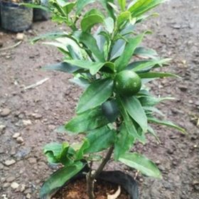Bibit Buah Jeruk Pohon Nagami Cepat Berbuah Batu Bara