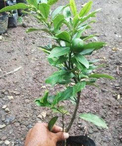 Bibit Buah Jeruk Pohon Nagami Cepat Berbuah Makassar
