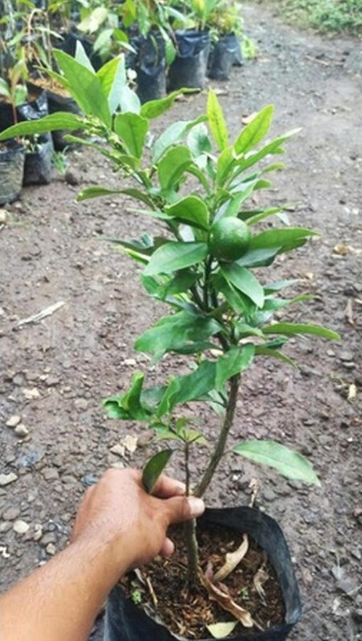 Bibit Buah Jeruk Pohon Nagami Cepat Berbuah Makassar