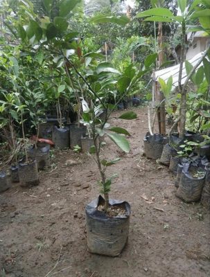 Bibit Buah Jeruk Ponkam Mandarin Bengkulu Tengah