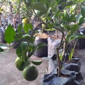 Bibit Buah Jeruk Santang Madu Berbuah Tanah Datar