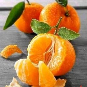 Bibit Buah Jeruk Santang Madu Okulasi Cepat Berbuah Badung