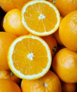 bibit buah jeruk sunkist navel okulasi murah Palangkaraya