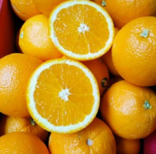 bibit buah jeruk sunkist navel okulasi murah Palangkaraya