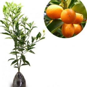 Bibit Buah Jeruk Tanaman Nagami 60Cm Banggai Laut