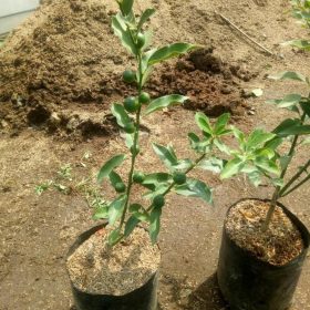 Bibit Buah Jeruk Tanaman Tongheng Pagar Alam