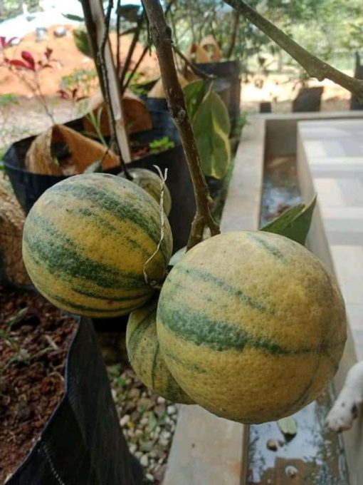 bibit buah jeruk varigata pohon jeruk okulasi Sukabumi