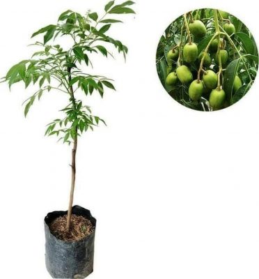 bibit buah kedondong Cirebon