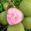 bibit buah kelapa wulung bibit buah kelapa pink kelapa pendek Padang