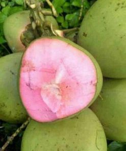 bibit buah kelapa wulung bibit buah kelapa pink kelapa pendek Padang