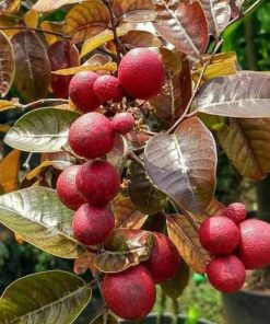 bibit buah kelengkeng merah hasil okulasi bisa berbuah dalam pot Bangka Belitung