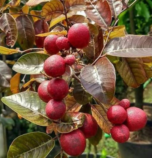 bibit buah kelengkeng merah hasil okulasi bisa berbuah dalam pot Bangka Belitung