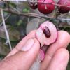 bibit buah kelengkeng merah ruby longan Padang