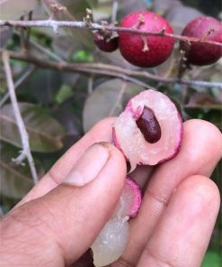 bibit buah kelengkeng merah ruby longan Tidore Kepulauan