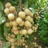 bibit buah kelengkeng pimpong Banten